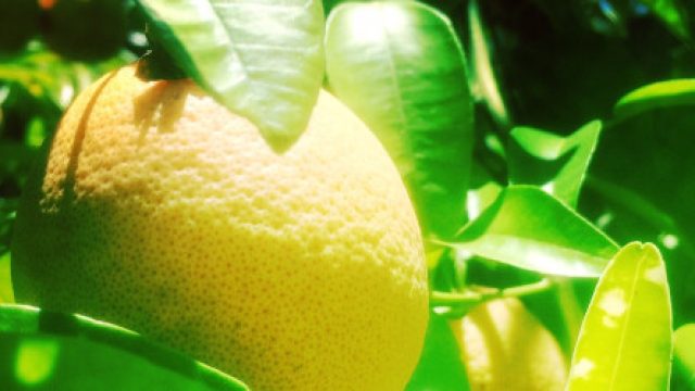 Memory: Thursday scent of the day 6/25
