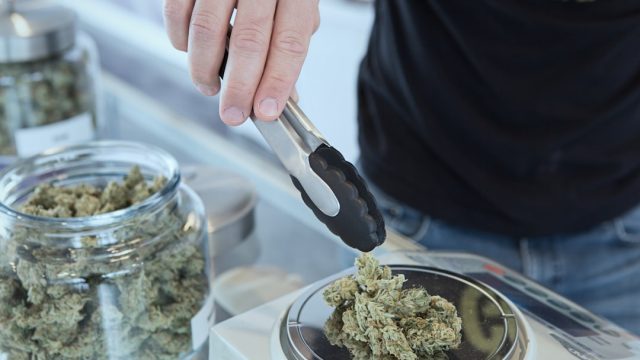 Unraveling the Truth Behind Cannabis Potency Reporting | slot 238, game online gratis butterfly kyod