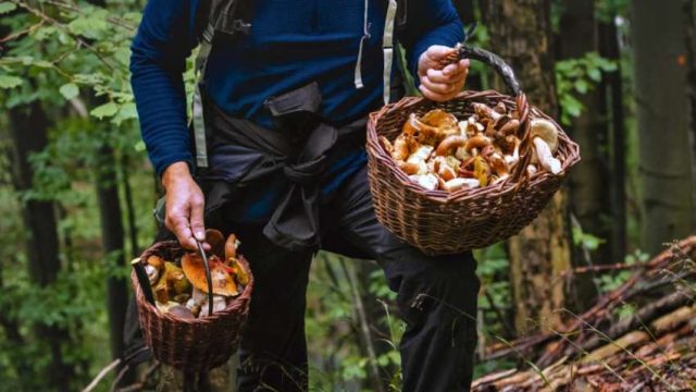 Belarus Offers Mushrooms and Berries to Ukrainians Amid Ongoing Conflict