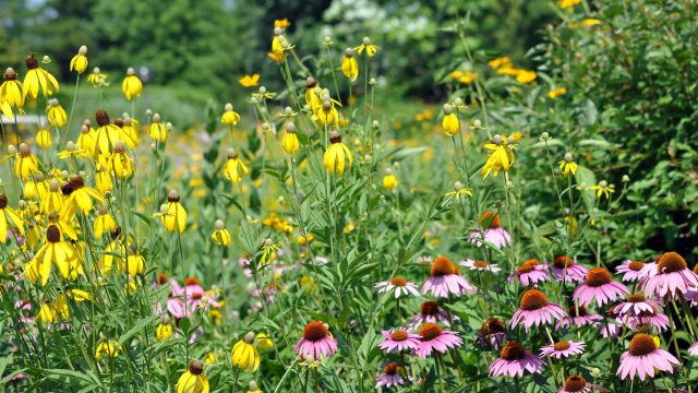 July Gardening: Planting Opportunities You Shouldn't Miss | dinosaurs, slot free saldo, free saldo s