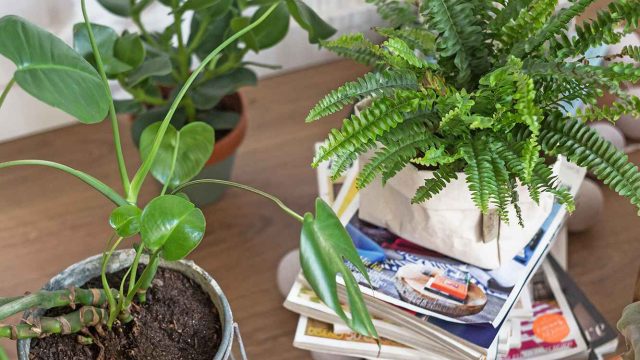 Unconventional Gardening Hacks to Revitalize Your Green Space