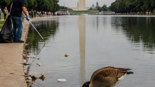 Reflecting Pool Under Fire: Vandalism and Wildlife Concerns Raise Eyebrows