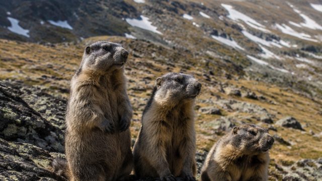 Conservation Efforts Thrive: Marmots Find New Home on Mount Washington