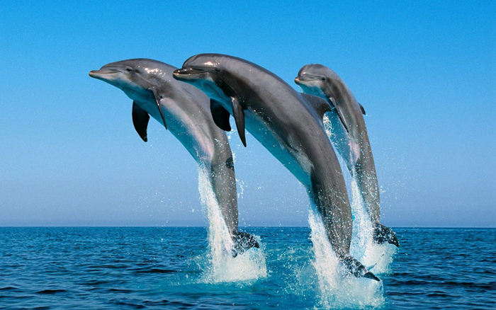 The top 10 smartest animals besides humans, crows can also be on the list--top emoticon