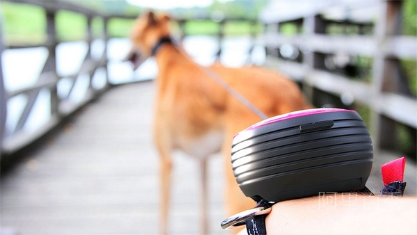 Lishinu, a dog walking leash that can be worn on your wrist, makes walking your dog easier - pinned emoticon