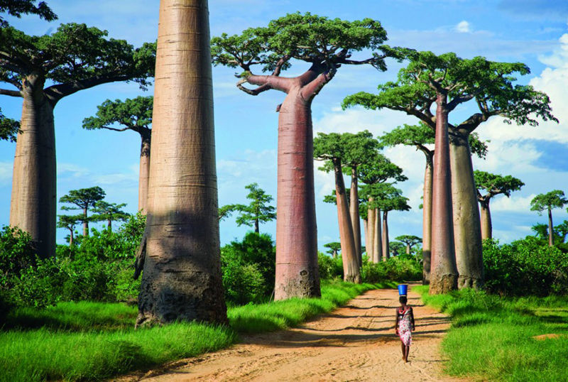 8 unique forests, like from an alien planet--top emoticon