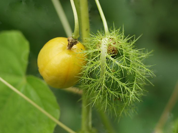 20 unusual but delicious weird fruits, the African horned melon is definitely the pursuit of foodies - pinned emoticon